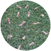 Waconia turfgrass aeration and seeding