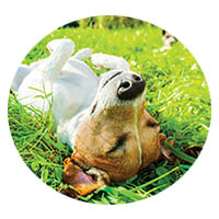 Waconia flea and tick control