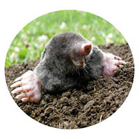 Waconia mole & grub control