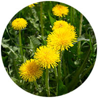 Waconia grass weed control